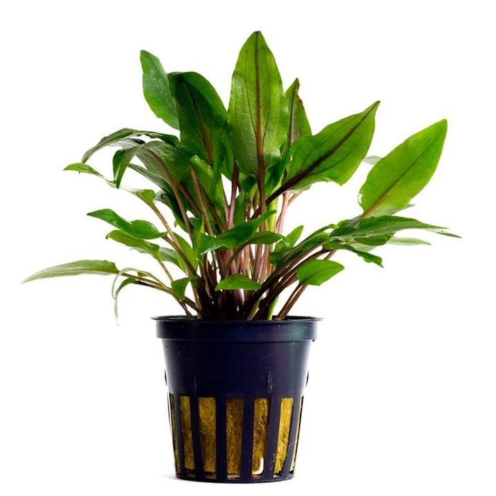 Cryptocoryne Wendtii ‘green’ – Blue Marine Life